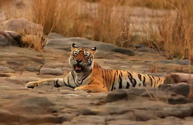 a-tigress-of-the-sundarbans